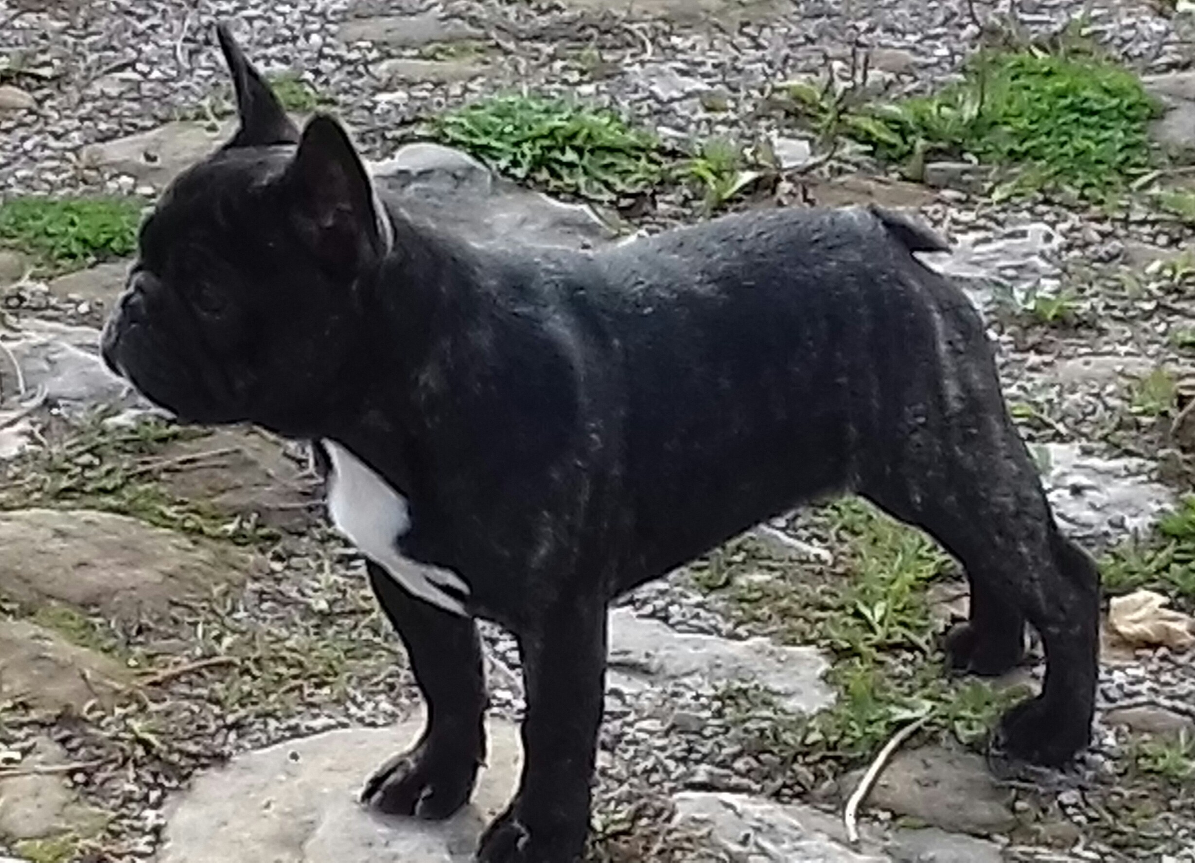 Nina Des Bullys Of Jaks's